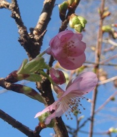 IMG_03961.JPG